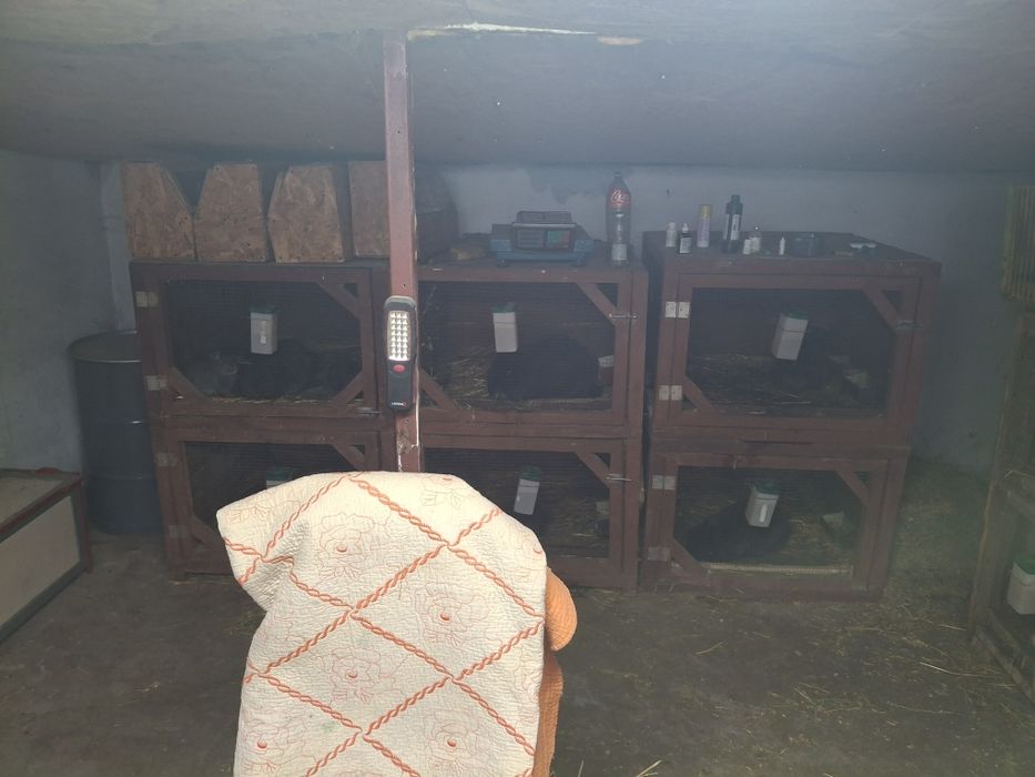 Lichidez adapost de iepuri !