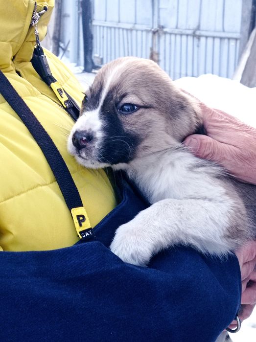 Щенки в добрые руки