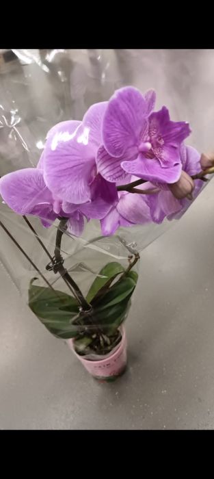 Орхидея! Орхидея!