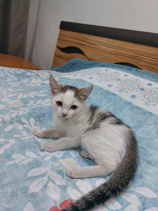 Отдам котенка бесплатно