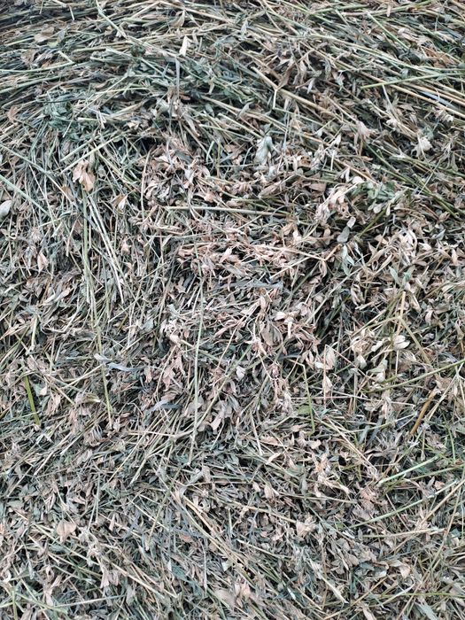 Baloti lucerna cal 1