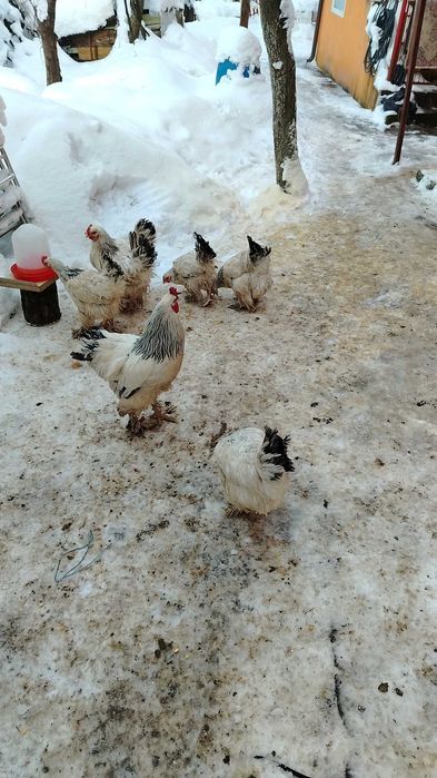 Găini Brahma lot complect