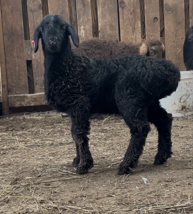 Гиссар арашан кошкарлар Оралда