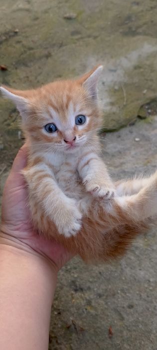 Отдам котят в добрые руки