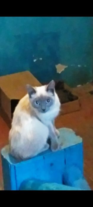 Котята котята котята