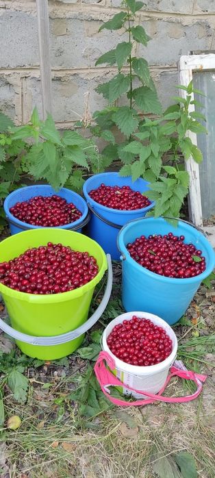 Продам Вишню дачную