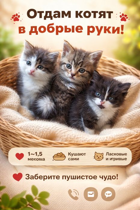 Отдам котят в хорошие руки