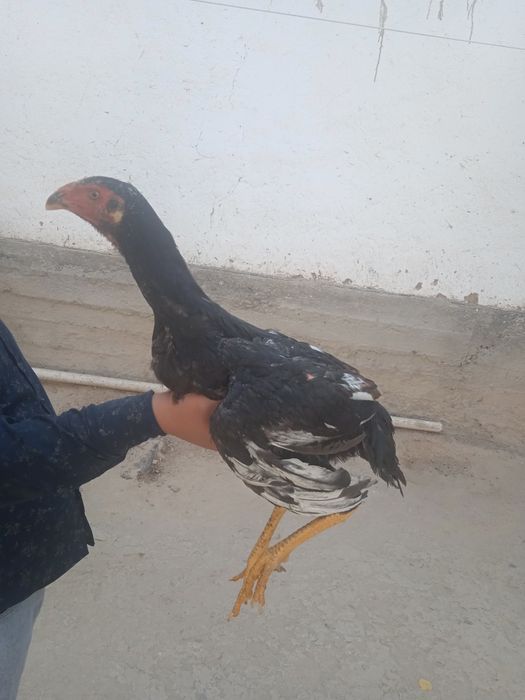 Дакан куланги жуда чемпион ни боласи 700.000