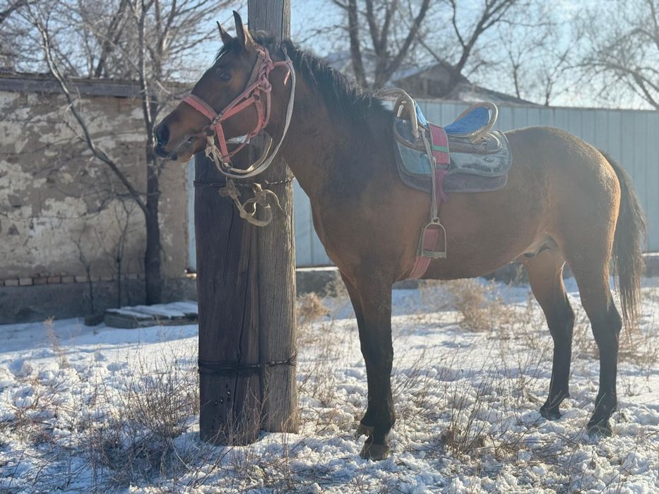 Продаю срочно лошадь