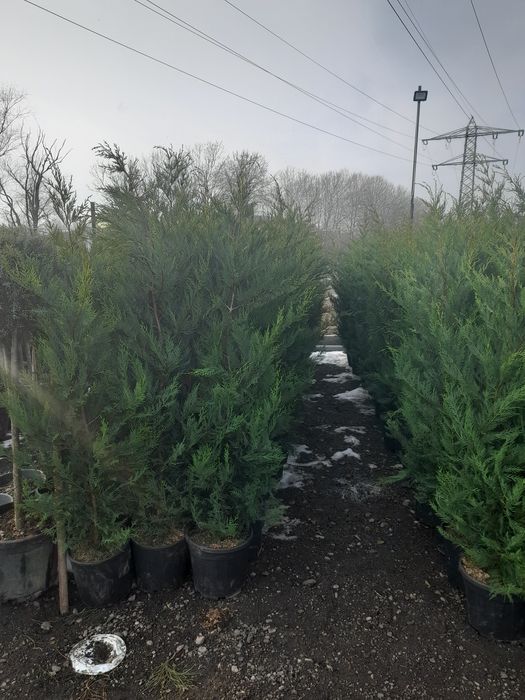 Puiet frasan , tei,fag,carpen, artar,salcam,