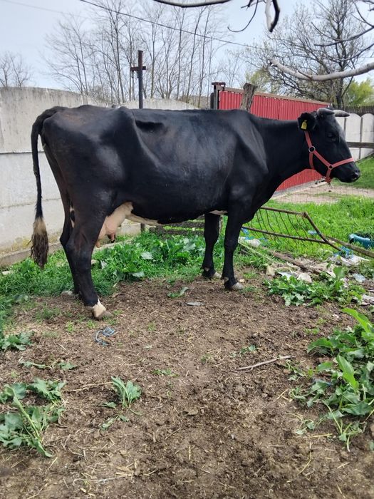 Vând 2 vaci gestante!