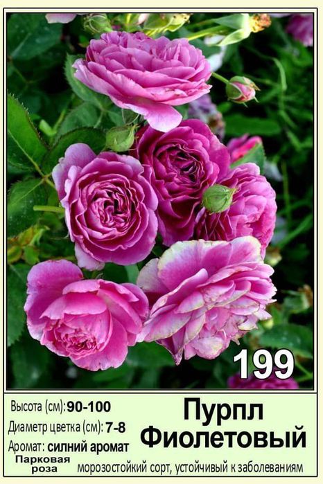 Atirgul роза сортларига гарантия 100