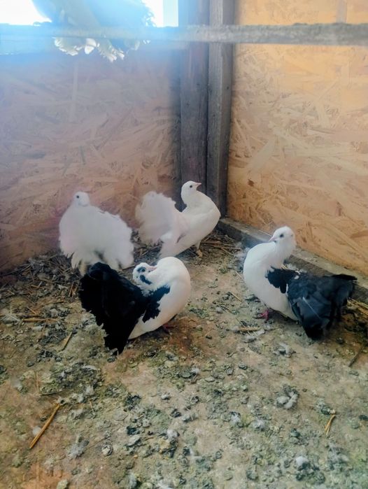 Vând porumbei rotați