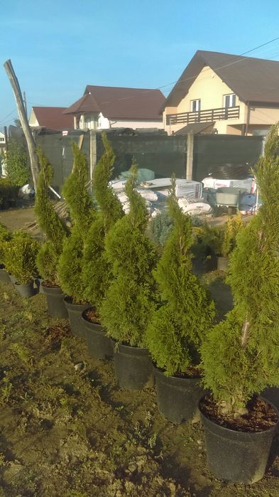 Tuia spirala diferite mărimi