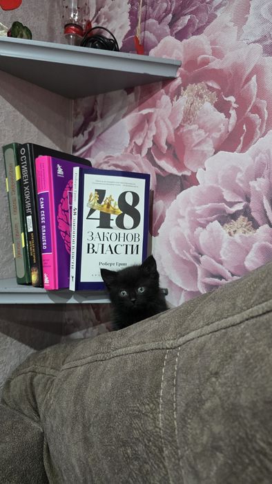 Котята шотландцы(.2 девочки.)
