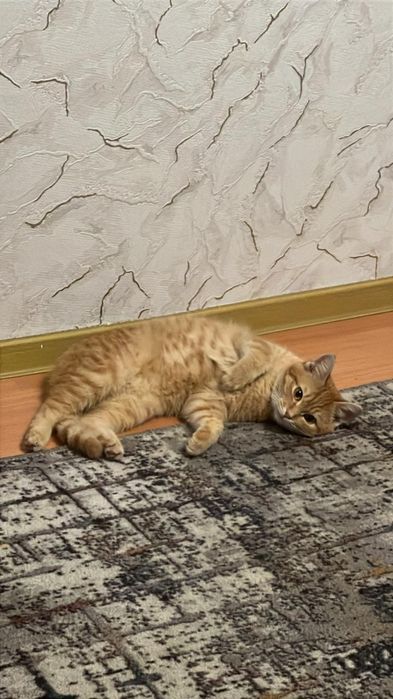 Котенок мальчик 5 мес