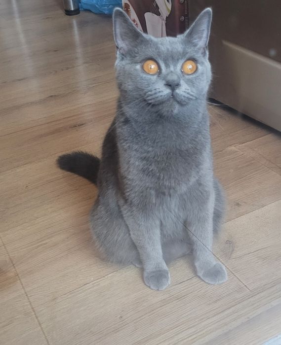 Британски котенца