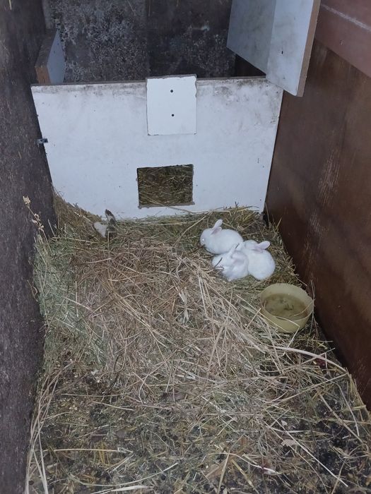 Vand iepurasi! mai sunt 18 disponibili