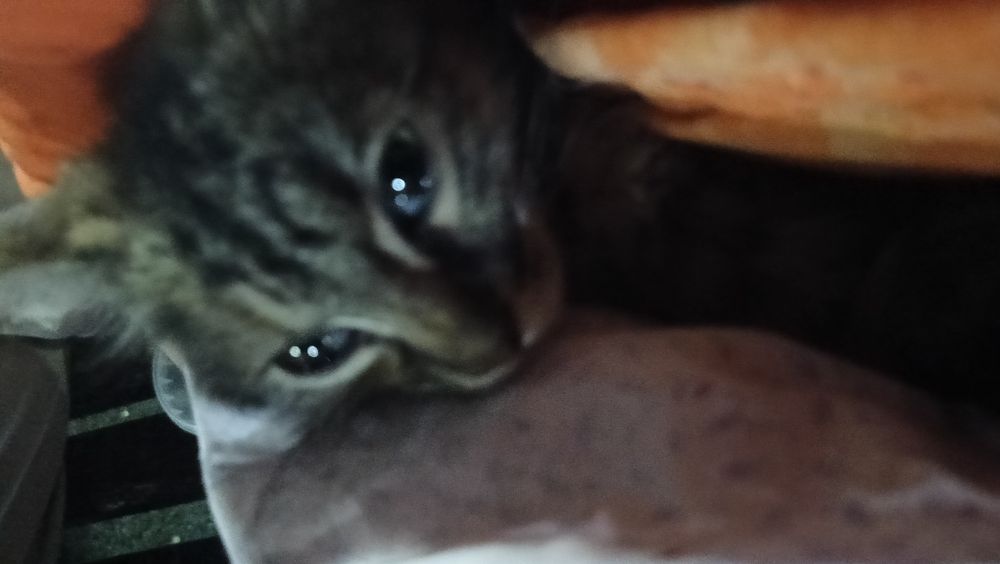 Котенок девочка  1-2 месяца возможна больна!