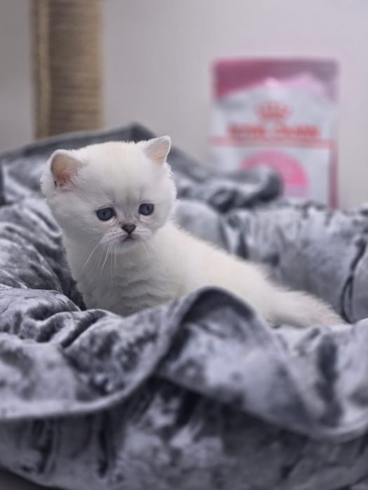 Британские котята