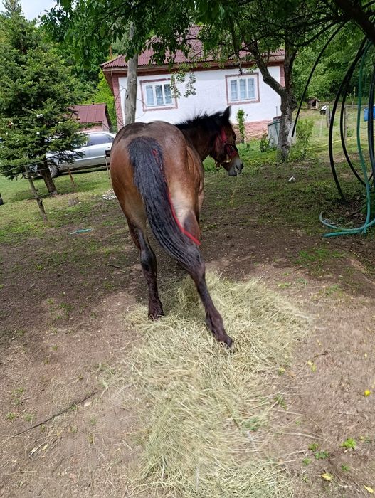 Iapa cu mânzi frumosi