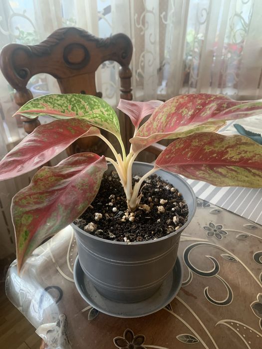 Комнатные цветы в горшках адаптированные