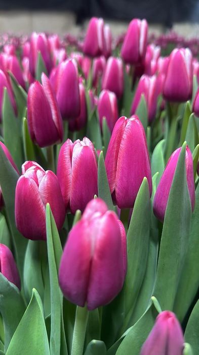 Тюльпаны на 8 марта!!!