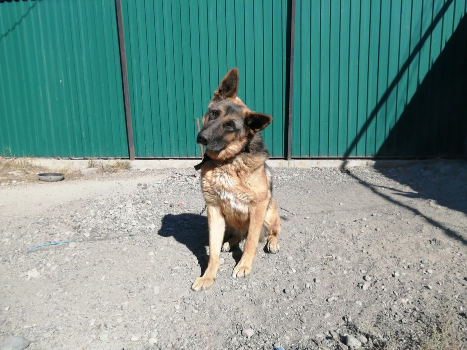 Неменцкая овчарка