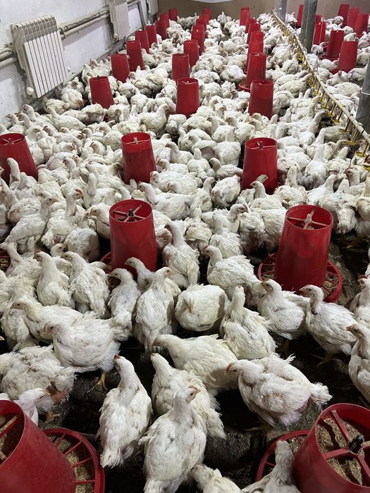 Бройлер живой вес