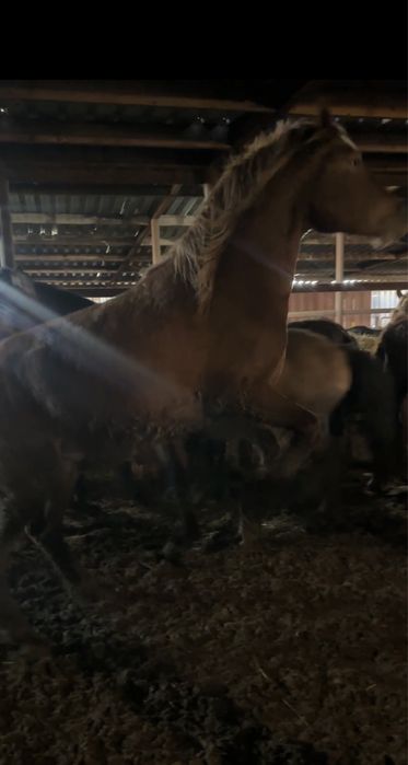 Жеребцы Кушумской породы