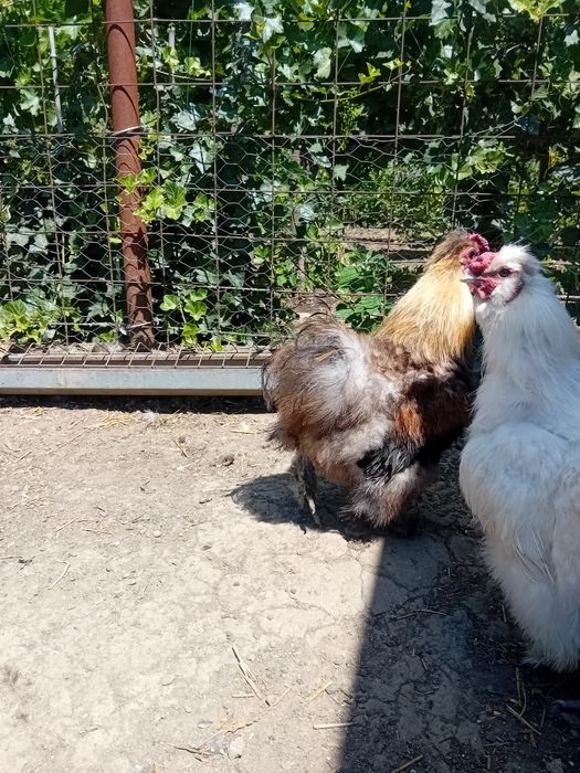 Cocoși de matase japoneză (silkie)de vanzare.