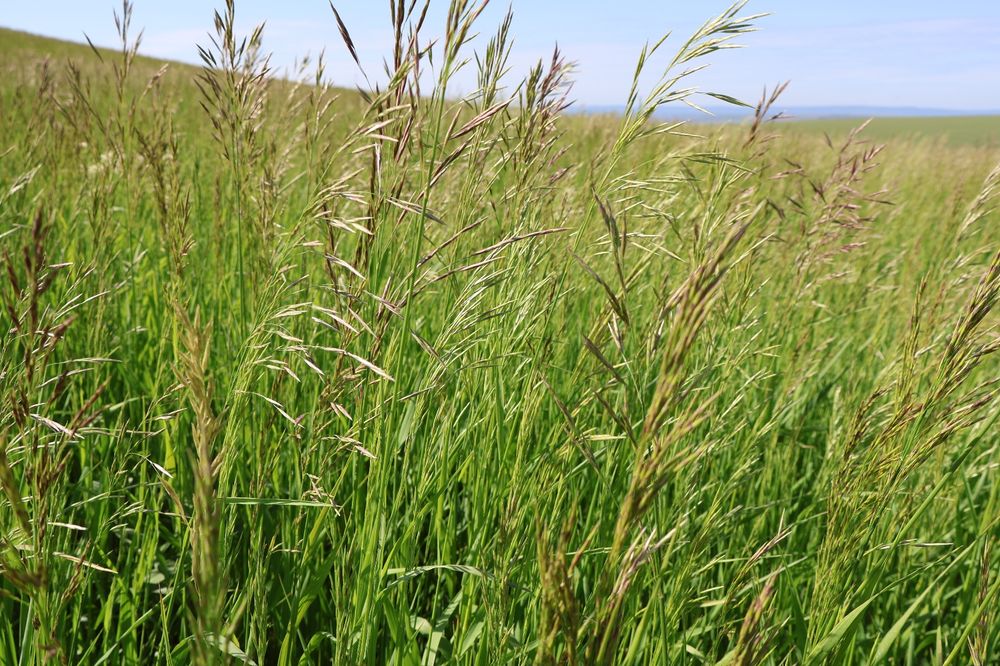 Sămânță Sparceta Certificata,Bromus inermis ,Amestec furajer,Iarba