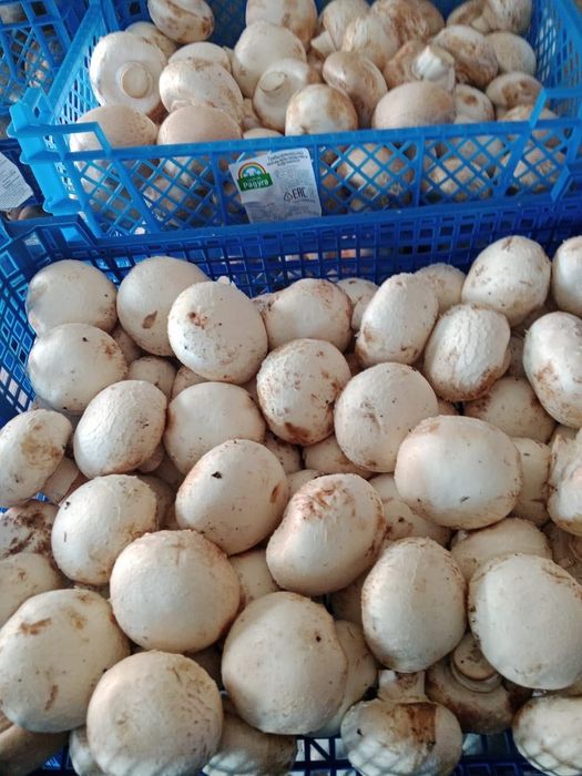 шампиньоны ящиком