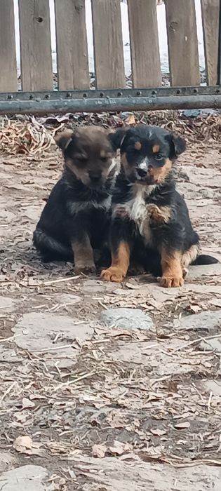 Отдам щенков в хорошие руки