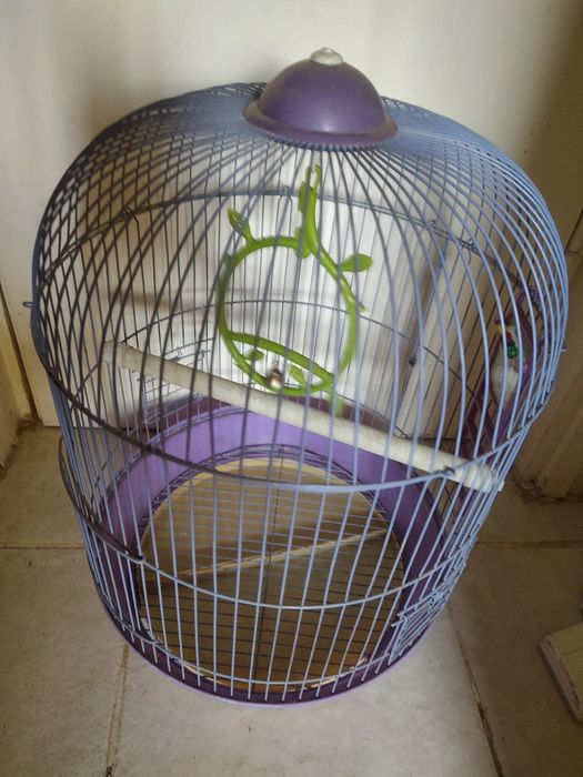 Colivie mare papagal, peruș, sticlete, pițigoi