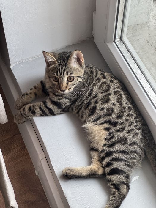 Отдам в хорошие руки кошку