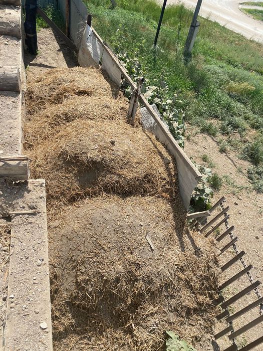 Салом самовывоз 10К