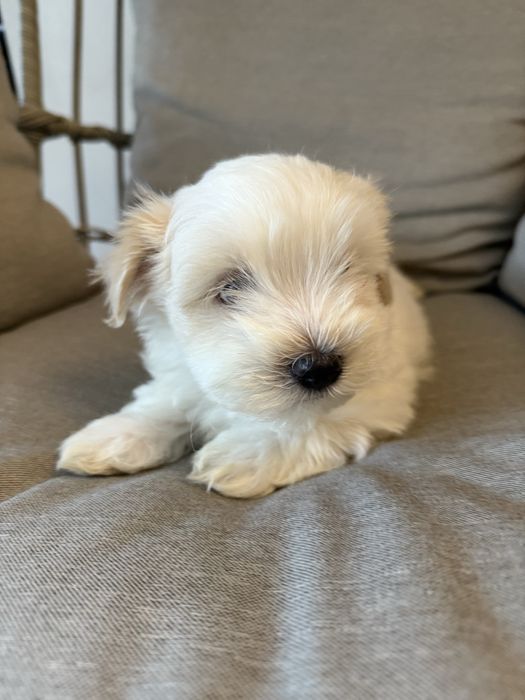 Pui metis bichon havanez x maltez