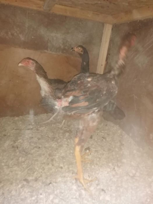 Дакан вьетнам кытай