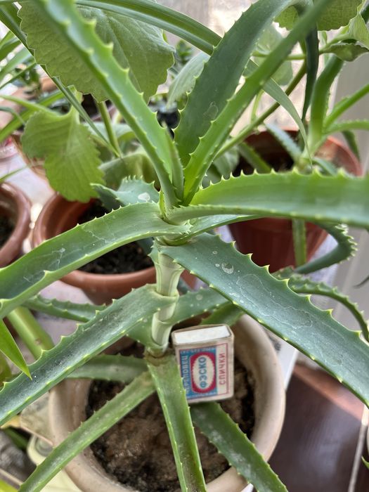 Алое трехлетний