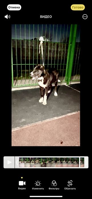 Еркек кушик алабай