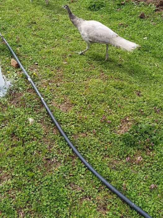 Vând un Păun opal cu ochi alb vârstă 8 luni  650 lei bucata