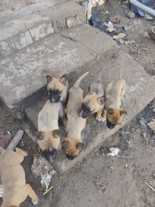 Продам шинят умные