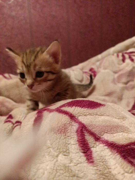 Котята один месяц родились девочки