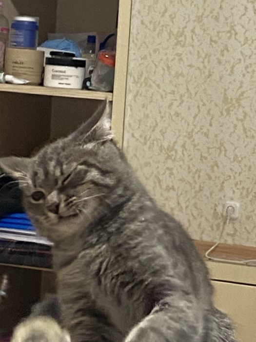 кот мальчик ~ 11 месяцев