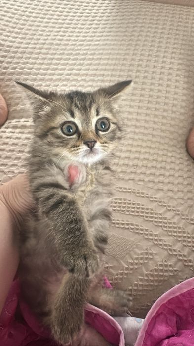 Кошечки котята девочки