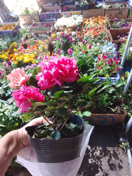 Азалия вся цветущая