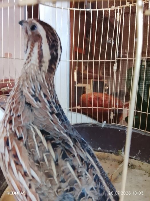 Italiya sayroqi bedonalari sotiladi qona toza italiya