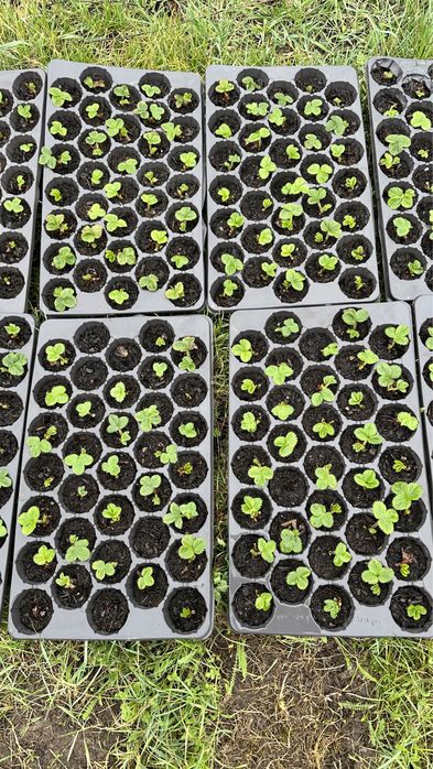 #Stoloni capsuni #Clerry #Albion #Jolly