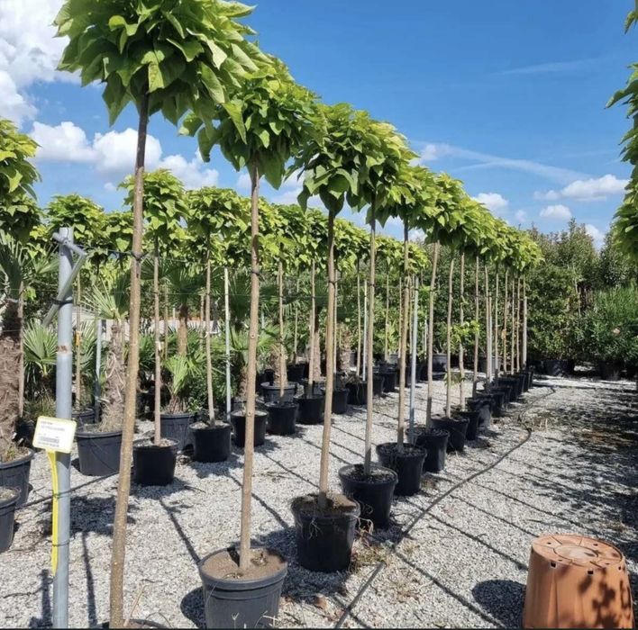 Catalpa diferite dimensiuni